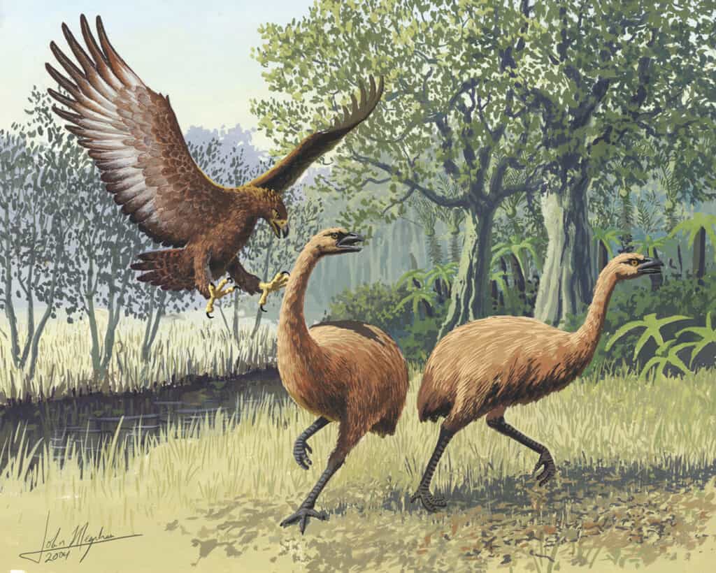 L'aquila di Haast attacca il moa neozelandese