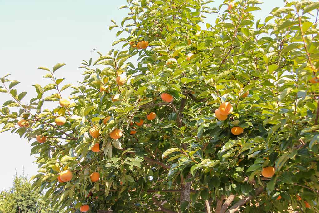 Albero di cachi (Diospyros virginiana) trovato nell'Ohio meridionale e orientale