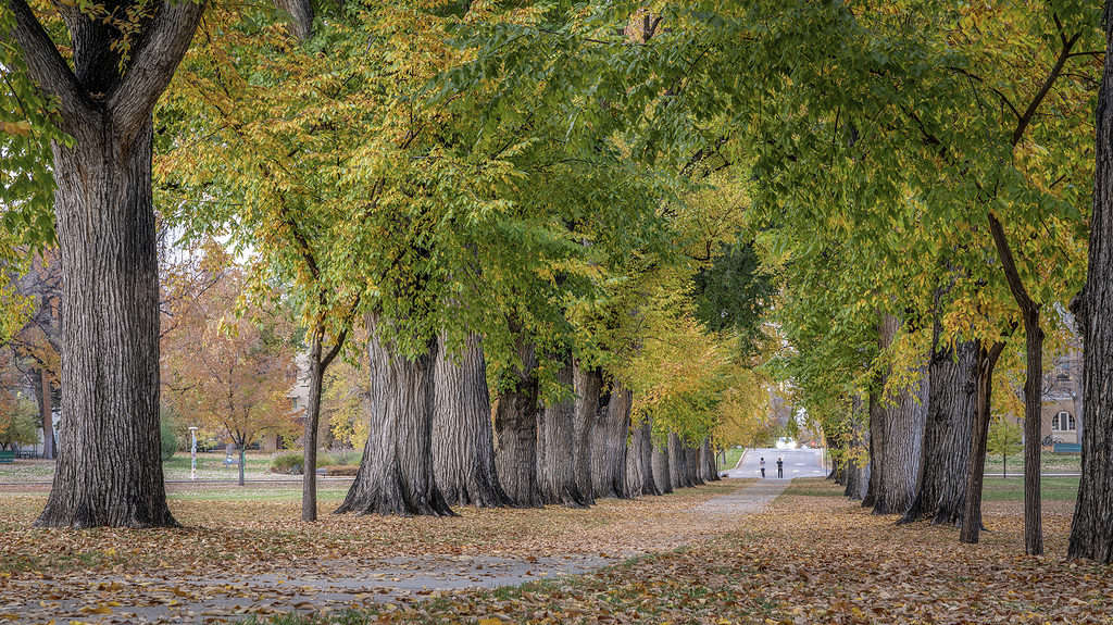 Olmo americano (Ulmus americana) alberi