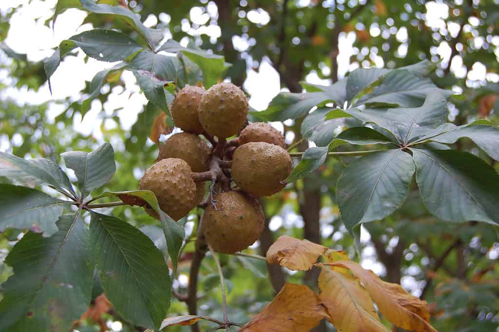 Buckeye dell'Ohio, l'albero ufficiale dello stato dell'Ohio.
