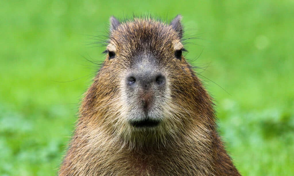 capibara