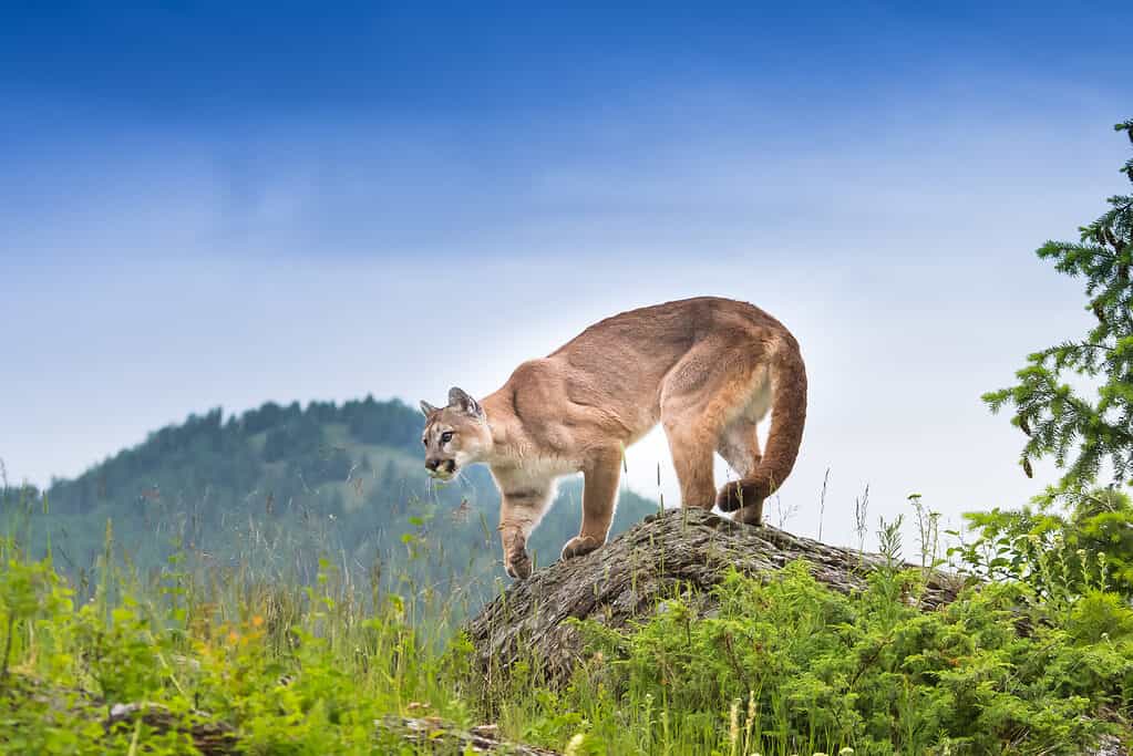 Leone di montagna appollaiato su una roccia vicino alla città con gli esseri umani