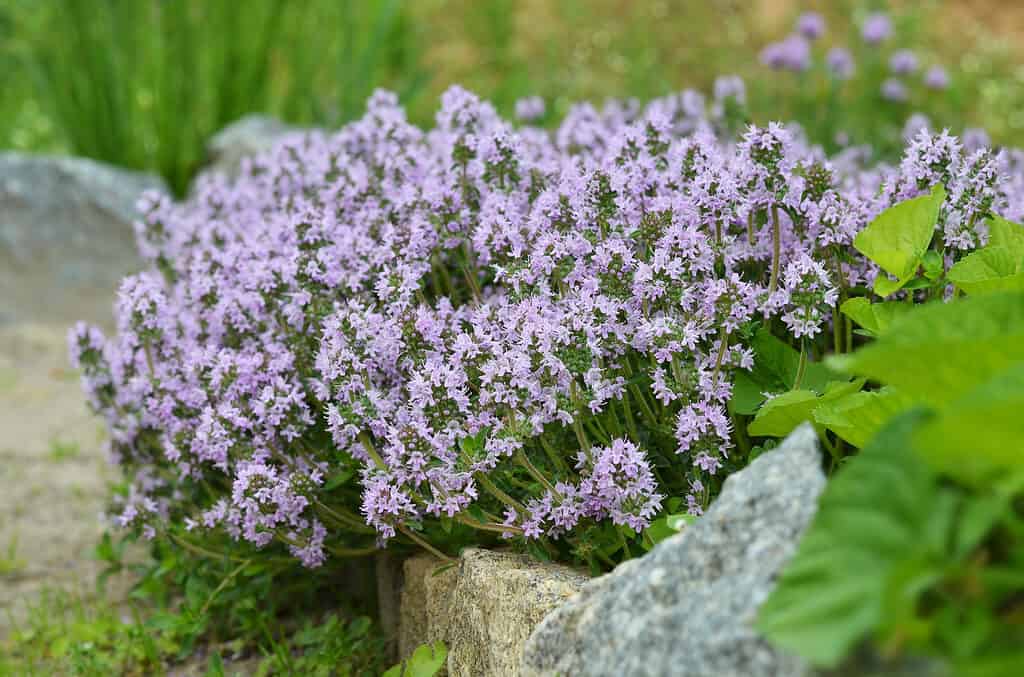Fioritura Thymus serpyllum, timo elfico.