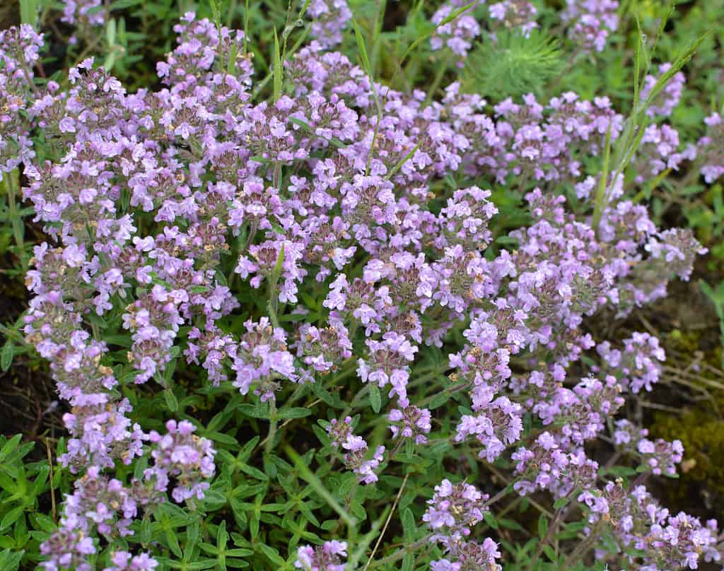 Thymus serpyllum elfin timo in fiore