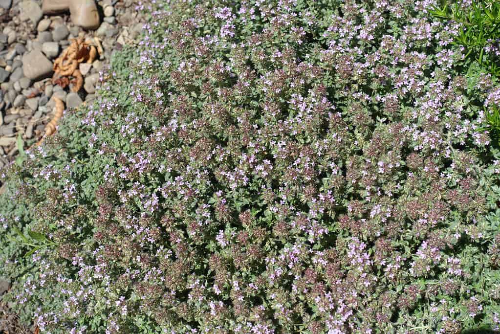 Il timo strisciante Thymus praecox ha un aroma quando viene calpestato