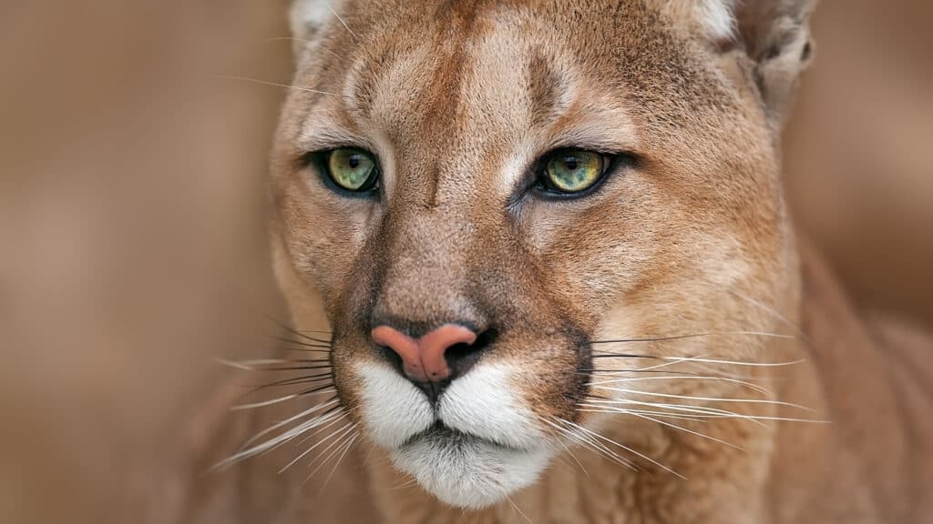 il più grande puma mai catturato in California pesava 200 libbre
