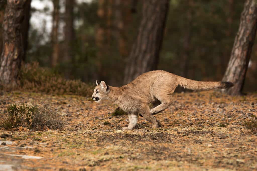 Femmina di leone di montagna a caccia di prede