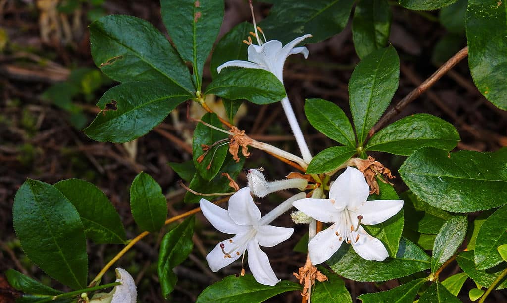 Azalea di palude, Rhododendron viscosum