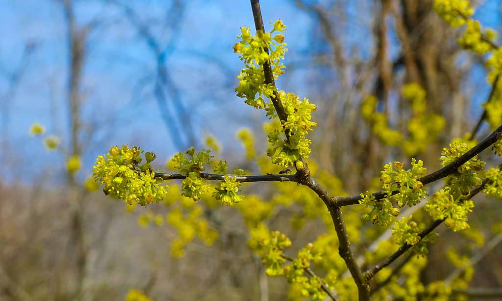 Spicebush (Lindera benzoino)