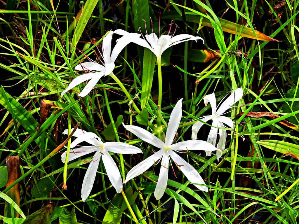 Bellezza naturale, Immagine a colori, Florida - Stato USA, Fiore, Capolino