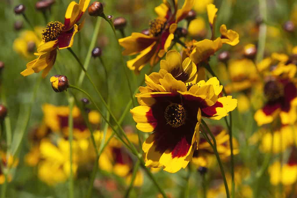 coreopsis di pianura