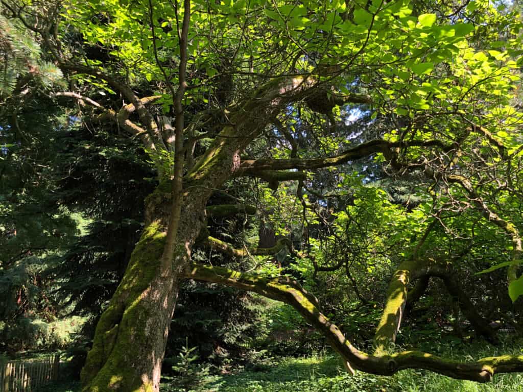 Albero della catalpa meridionale ( Catalpa bignonioides )