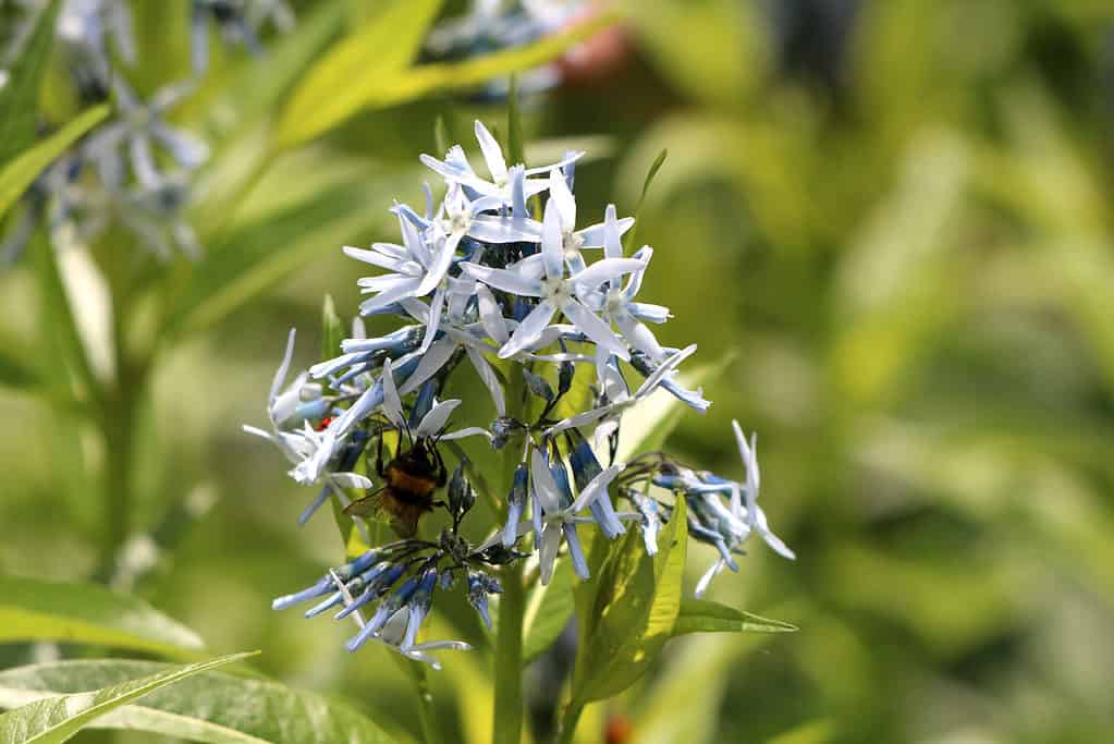 Bluestar orientale o Amsonia tabernaemontana