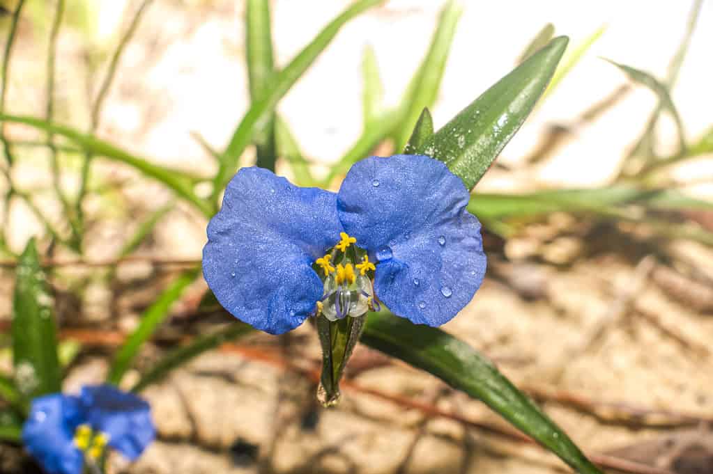 emerocallide dalla bocca bianca