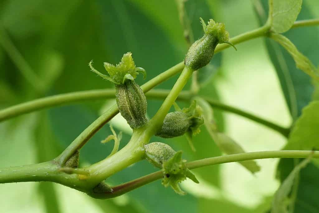 Hickory pignut (Carya glabra)