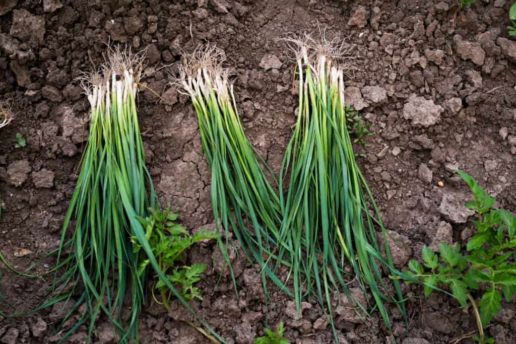 Cipolle verdi fresche tirate dal giardino