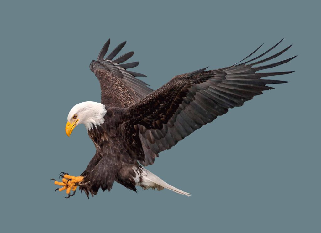 aquila calva in volo