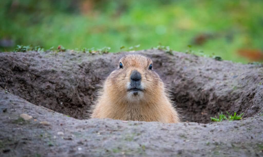 Marmotta dal ventre giallo