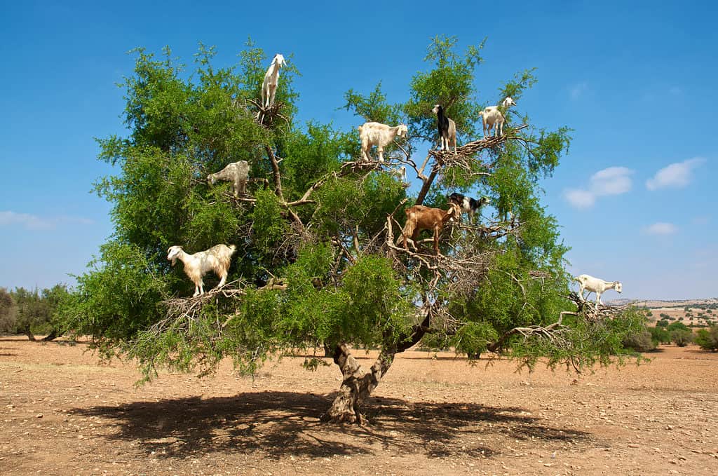 La capra marocchina può arrampicarsi sugli alberi