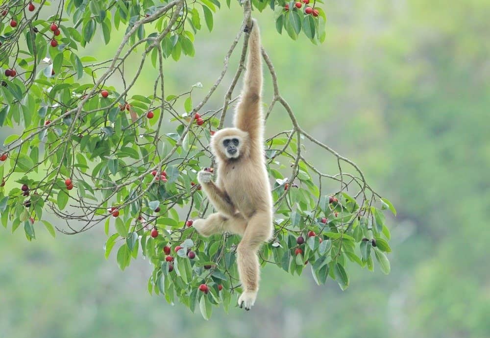 Gibbone comune, gibbone dalla mano bianca appeso al ramo di un albero