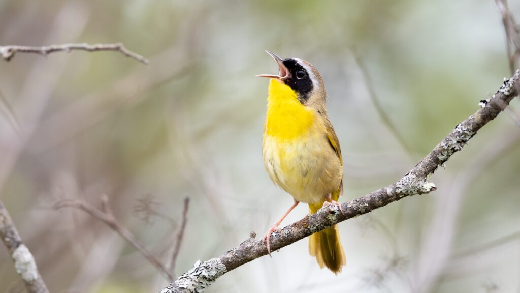 Un Yellowthroat comune, Geothlypis trichas, canta dal suo trespolo.