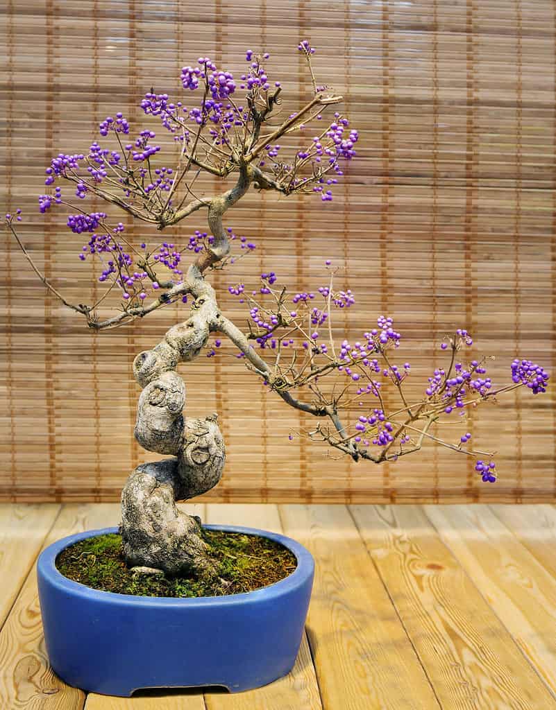 Bonsai da frutto