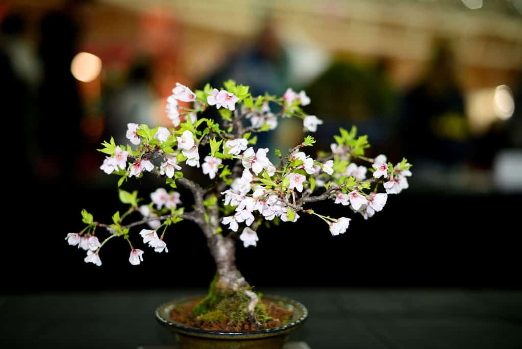 Bonsai da frutto