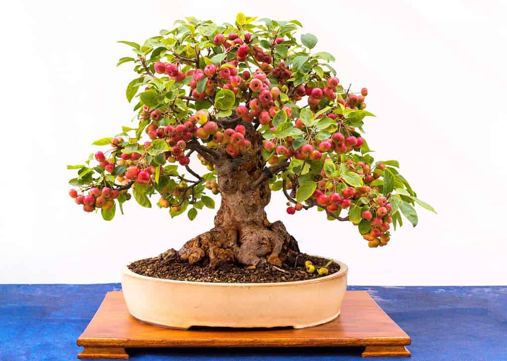 Bonsai da frutto