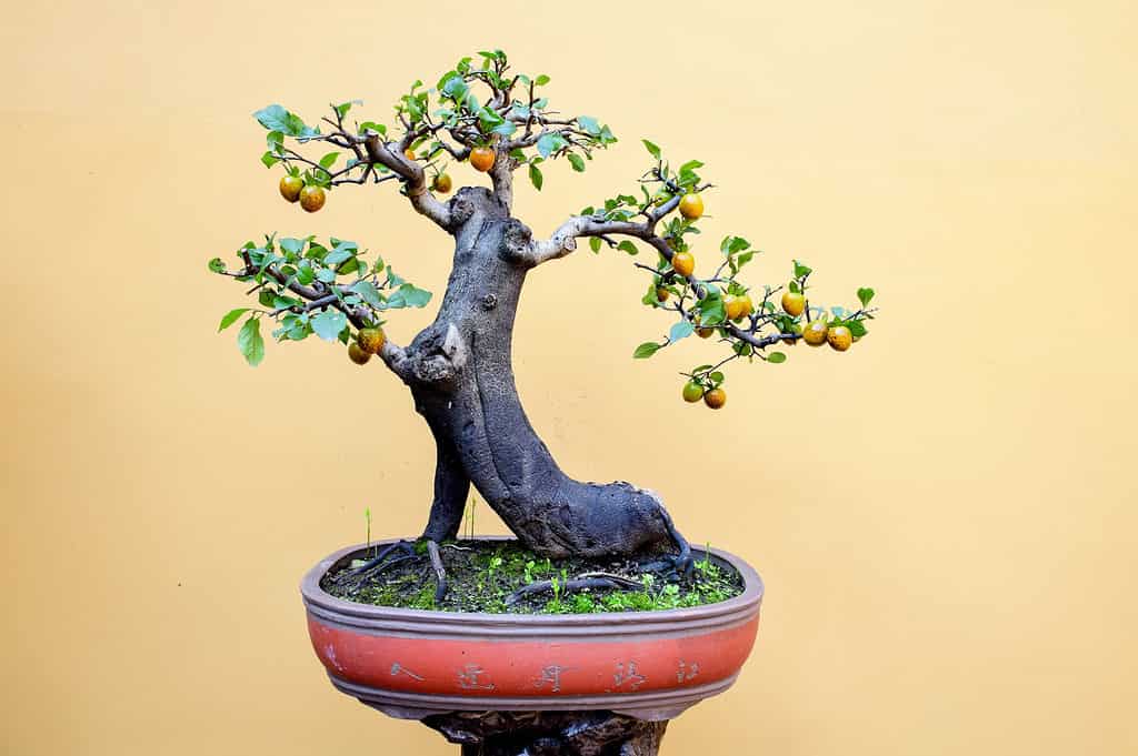 Bonsai da frutto