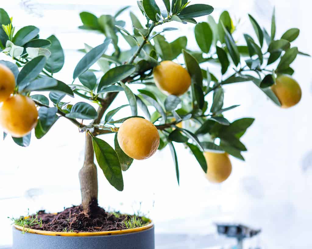 Bonsai da frutto
