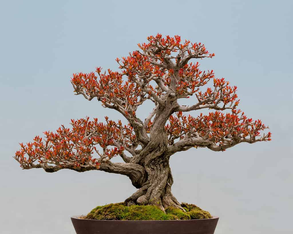 Bonsai da frutto