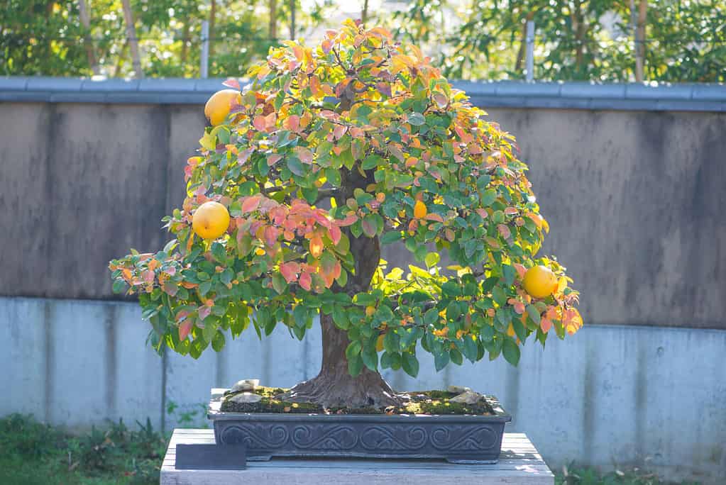 Bonsai da frutto