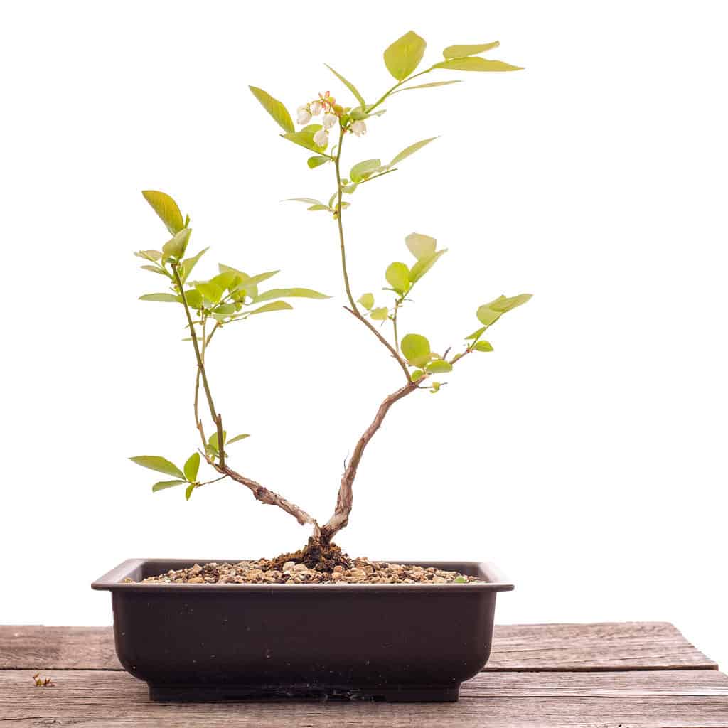 Bonsai da frutto