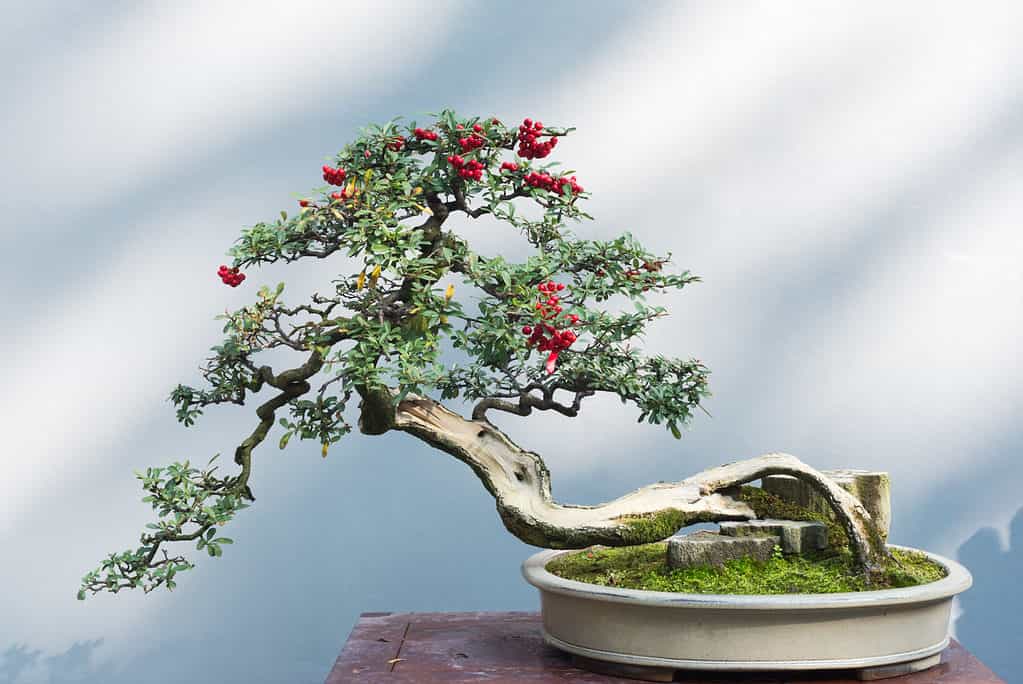 Bonsai legno morto