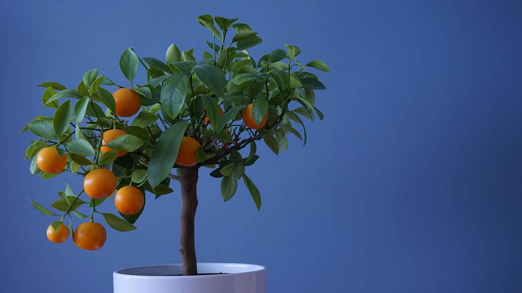 albero bonsai arancione su sfondo blu