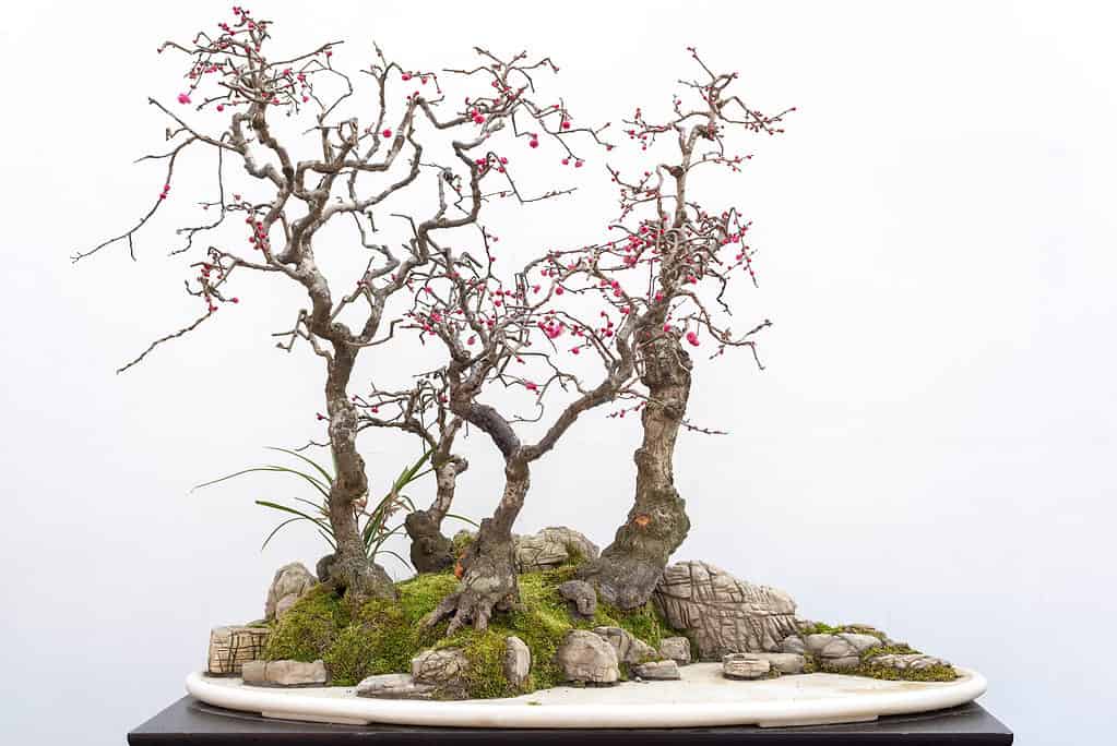 Bonsai da frutto