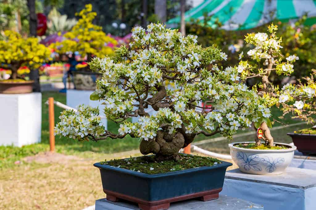 Bonsai da frutto