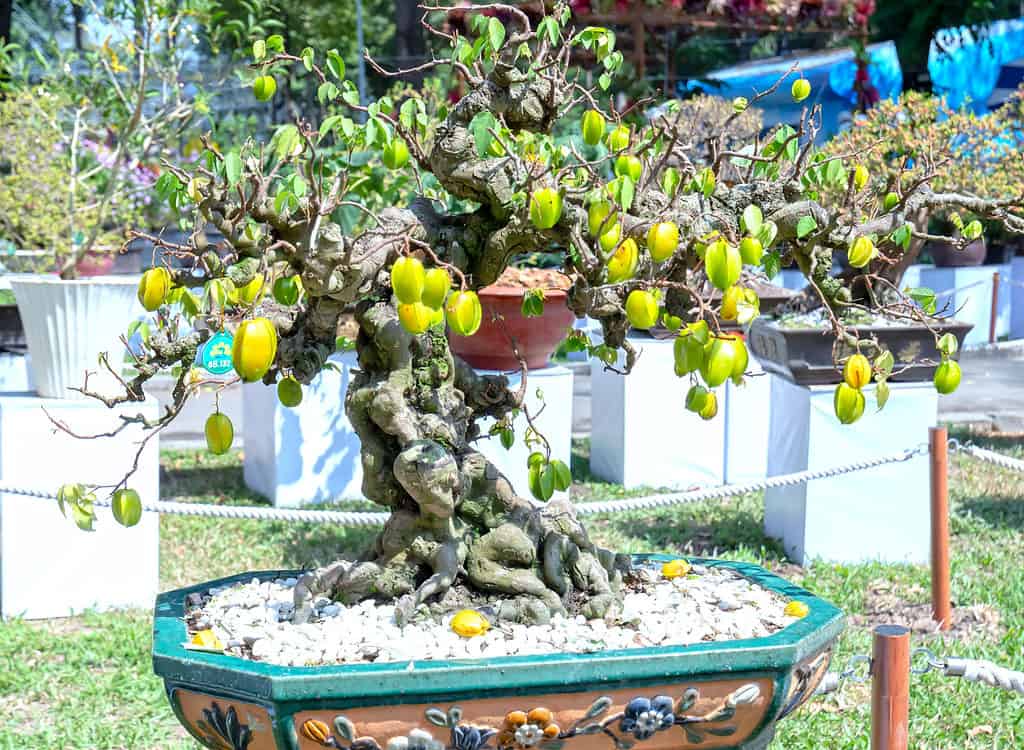 Bonsai da frutto