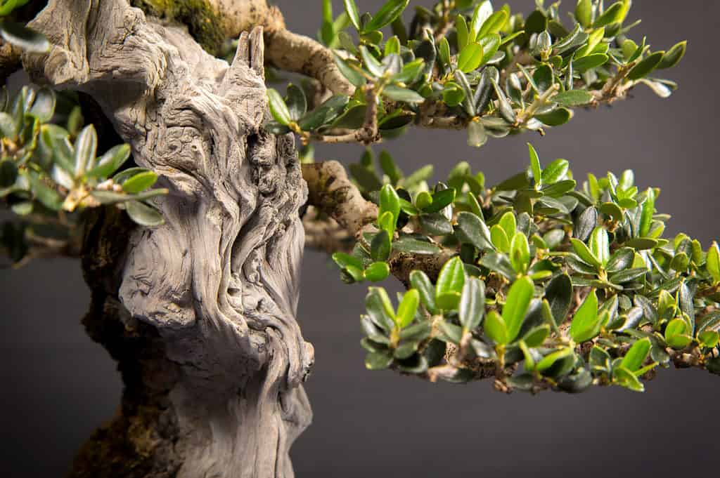 Bonsai da frutto