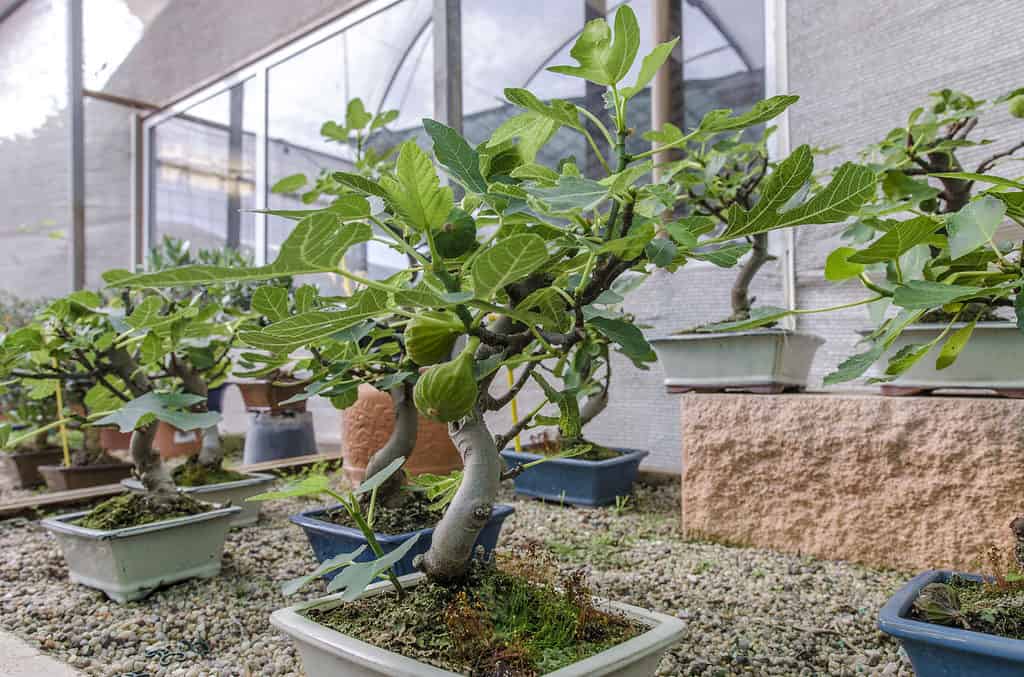 bonsai di fico con frutta