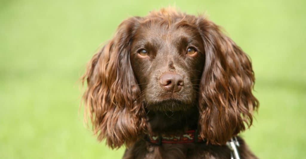 Colpo alla testa di Field Spaniel