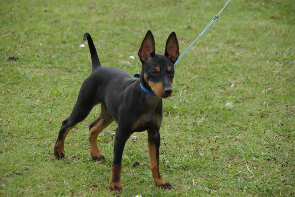 Cucciolo di Toy Terrier inglese dopo tre mesi