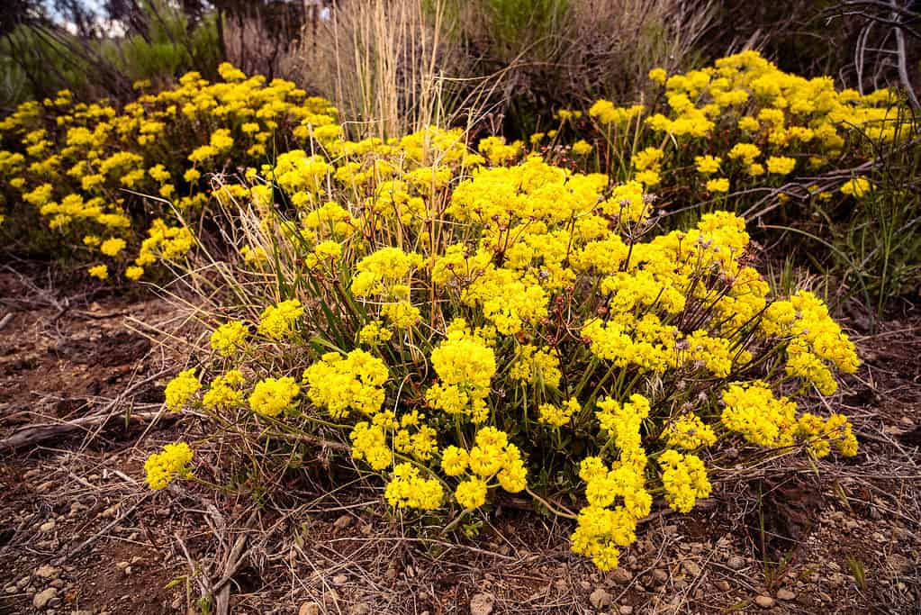 Fiori di grano saraceno di zolfo (Eriogonum umbellatum).