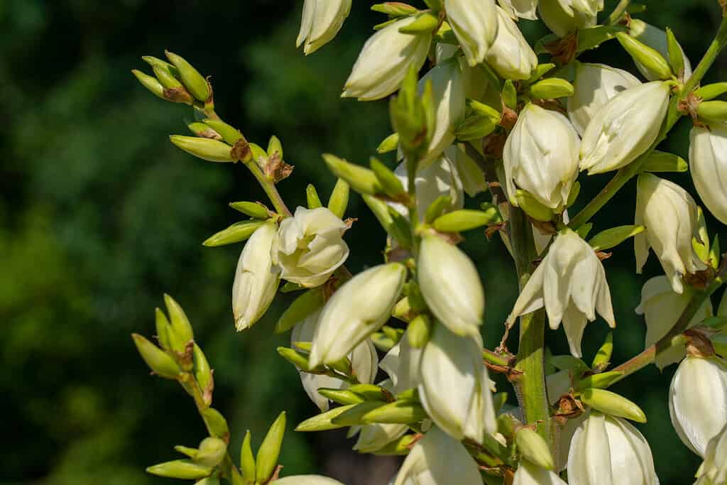 Soapweed Yucca (Yucca glauca) fiori a forma di campana