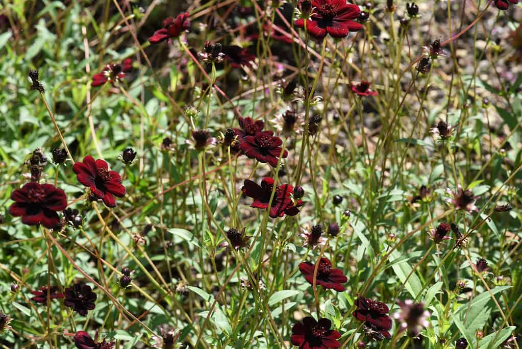 Le foglie del fiore di cioccolato (Berlandiera lyrata) hanno un aroma di cioccolato