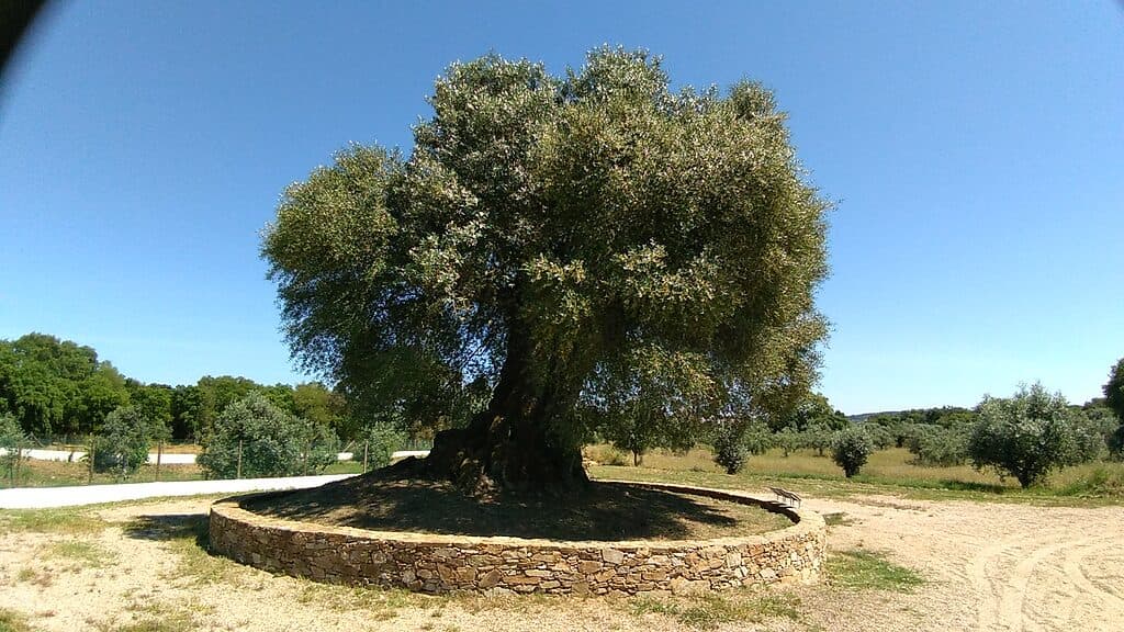 Oliveira de Mouchao
