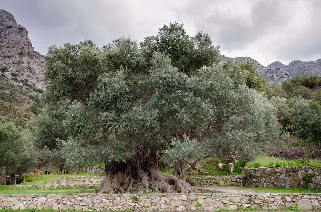 Albero Vouves