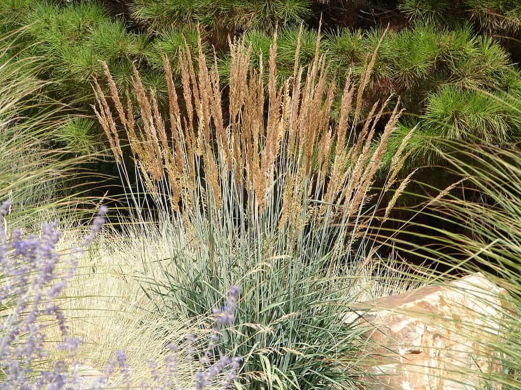 Erba indiana (Sorghastrum nutans)