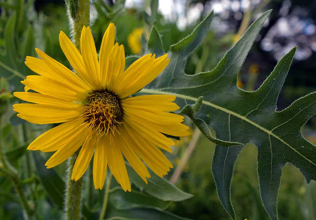 Pianta della bussola (Silphium laciniatum)