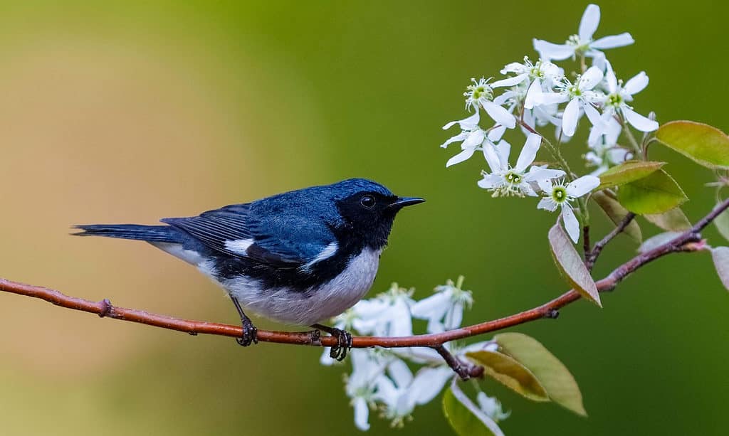 Luì blu golanera, Blu, Grand Bend, Ontario - Canada, Warbler